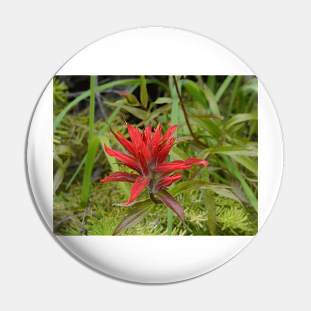 Wildflowers of Montana- Indian Paintbrush Pin by Whisperingpeaks