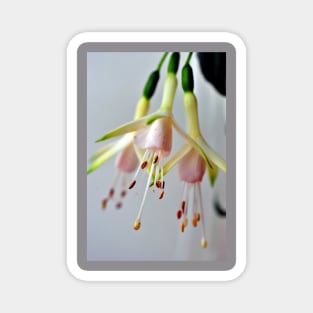 White Fuchsia Hawkshead Summer Flower Magnet