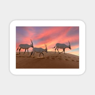 Oryx at sunset in the Arabian desert Magnet