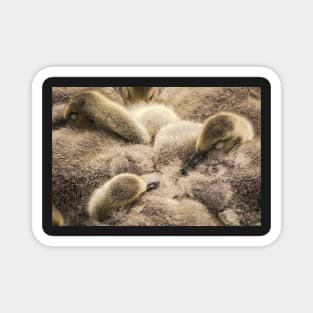 Snuggling gosling family Magnet