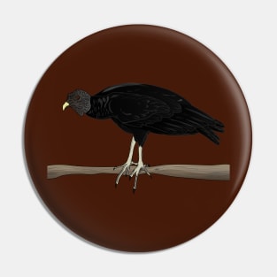 Urubu black vaultor vautour rapace oiseau Pin