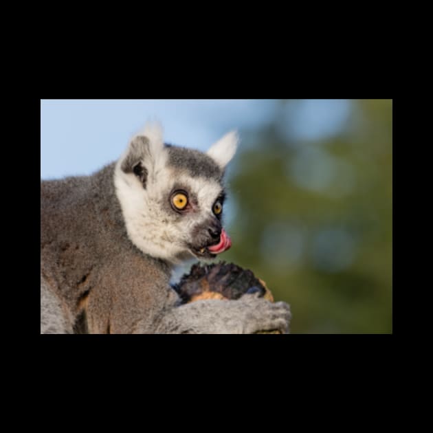 A-lemur-with-its-tongue-out by Alexa