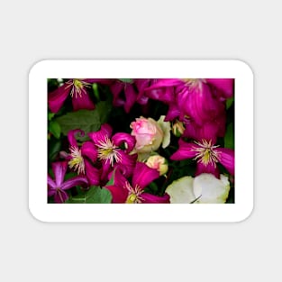 A Rose Among The Clematis Magnet