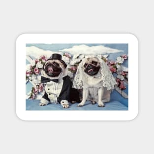 The Wedding Pug Dogs Magnet