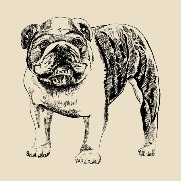 english bulldog by VicaVeresk