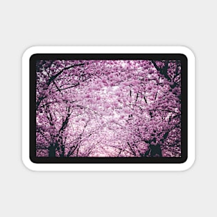 Blooming Pink Cherry Blossom Blur Magnet