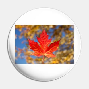 Red maple leaf and blue sky, Germany Pin