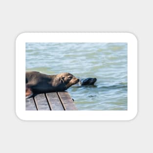 Female Sea Lion Magnet