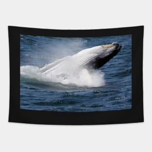 Humpback whale breaching off Eden, NSW Tapestry