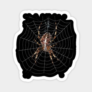 spider Magnet