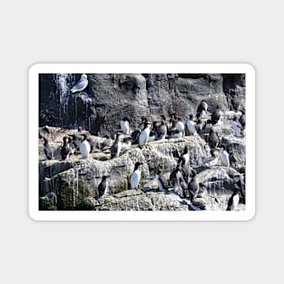 Guillemot Rock - Farne islands, Northumberland Magnet