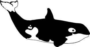 orca killer whale animal graphic side view bw Magnet