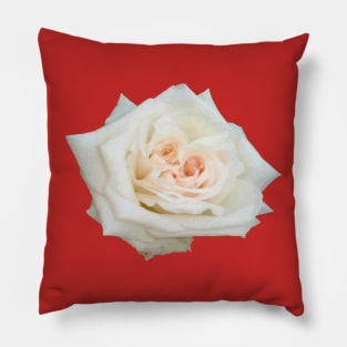 Close Up View Of A Beautiful Peach White Rose Isolated Pillow