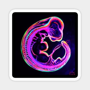 Embryo Magnet