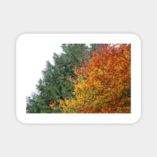 Coloured Leaves in Autumn Magnet
