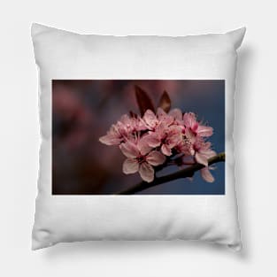 Cherry Blossom in springtime Pillow