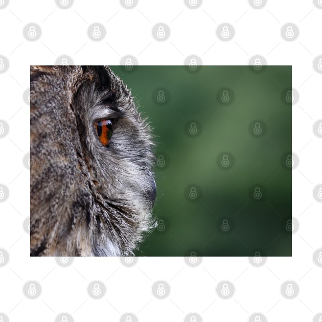 Eagle owl profile by Jim Cumming