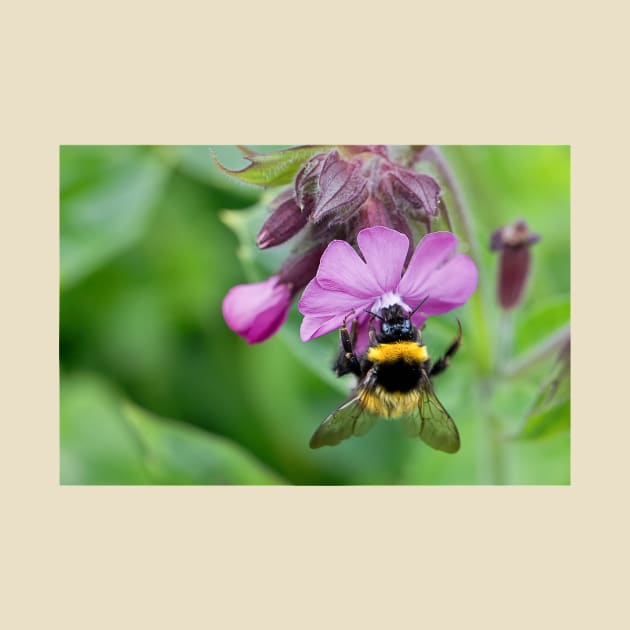English Wild Flowers - Red Campion with bee by Violaman