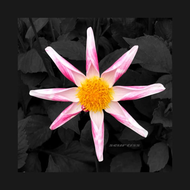 Star Flower Art by Sarah Curtiss