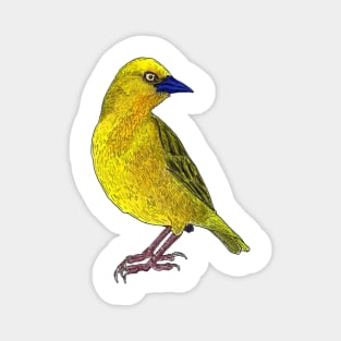 Holub&#39;s African Golden Weaver Bird Illustration Magnet