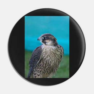 Saker Falcon Pin