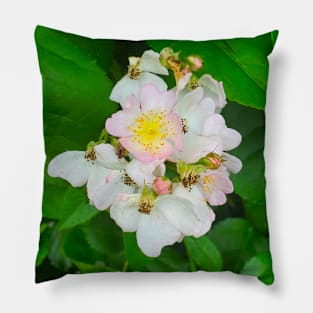 Wild Multiflora Rose Pillow