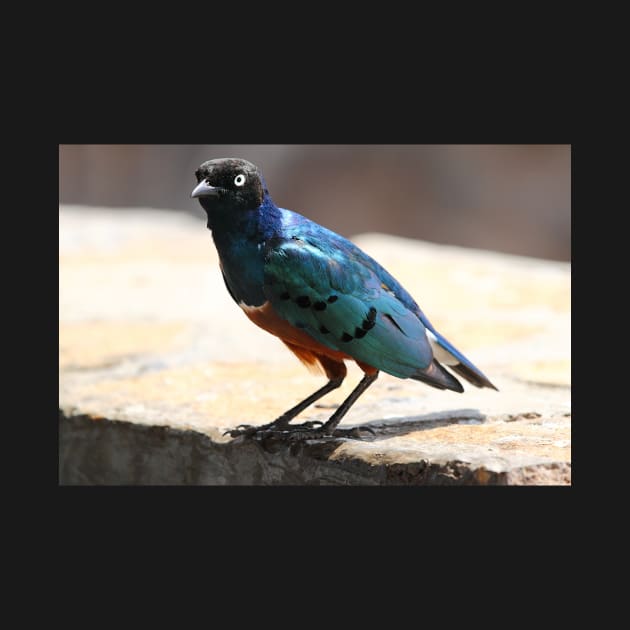 Superb Starling, Kenya by Carole-Anne