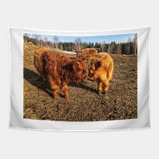 Scottish Highland Cattle Calves 1978 Tapestry