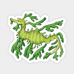 Leafy Sea Dragon Magnet