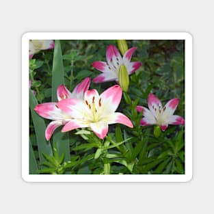 Madonna Lily Magnet