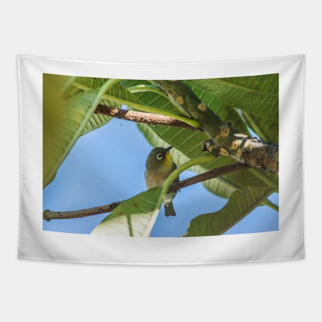 Japanese white-eye in Oahu’s Tapestry by KensLensDesigns