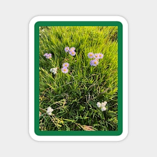 Mountain daisies Magnet