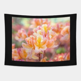 Orange and yellow rhododendrons blooming Tapestry