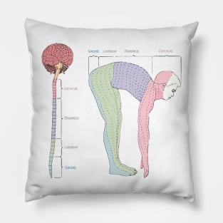 Anatomy of the spine Pillow