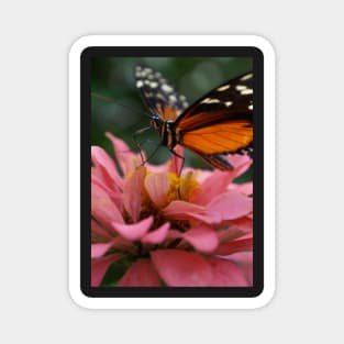 Butterfly on Zinnia Macro Magnet