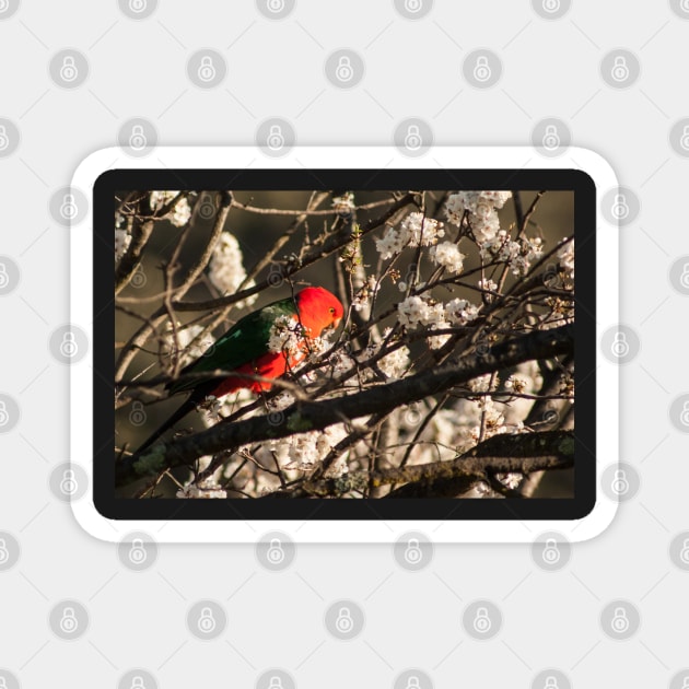 Australian King Parrot Magnet by DeborahMcGrath