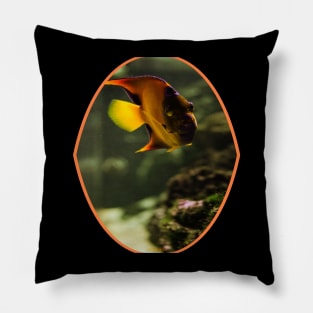 fish, cute fish, free fish, coral fish, fish coral, goldfish, pez, peces, pez colar, peces coral Pillow