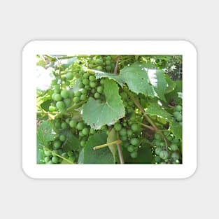 Green Grapes Magnet