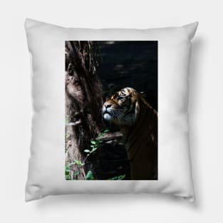 Hiding Tiger Pillow