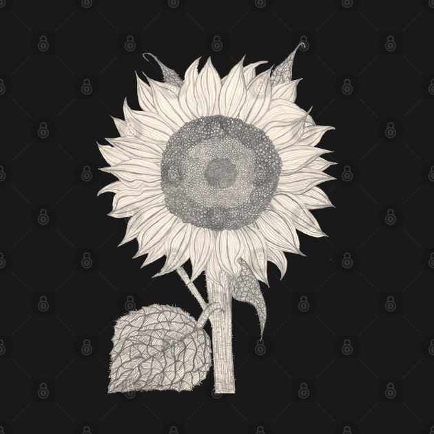 hand drawn detailed Sunflower sketch in retro design by schtroumpf2510