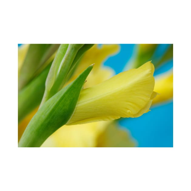 Gladiolus  'Jacksonville Gold' by chrisburrows