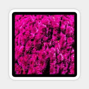 Bright Pink Flower Pattern Magnet