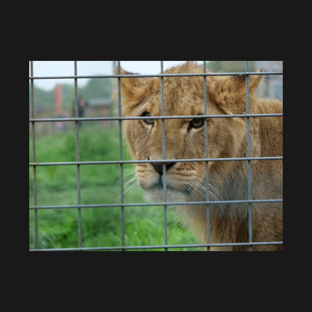Lioness stare from inside enclosure zoo by fantastic-designs