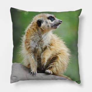 Meerkat Pillow