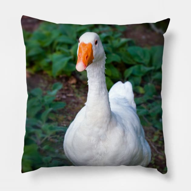 Goose Pillow by JeanKellyPhoto