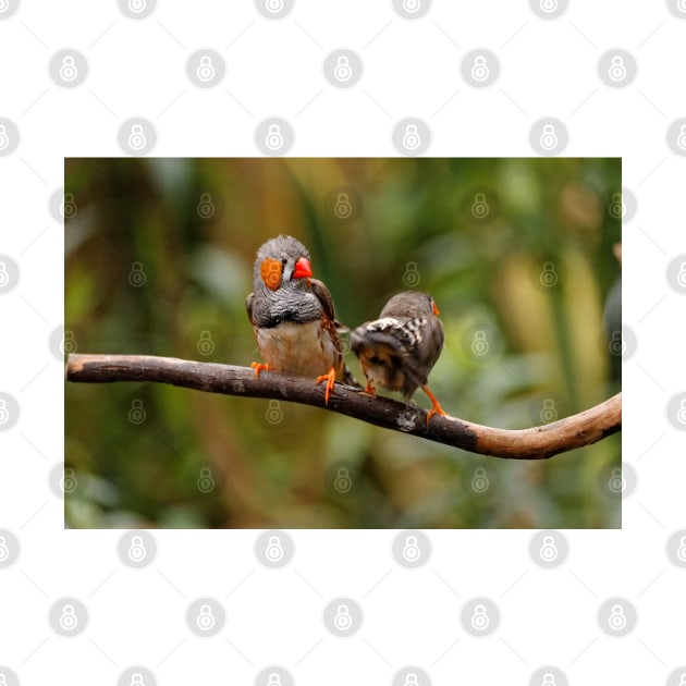 Funny Shake that Booty, Zebra Finch! by walkswithnature