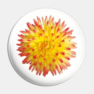 Yellow and Pink Spiky Flower Photo Pin