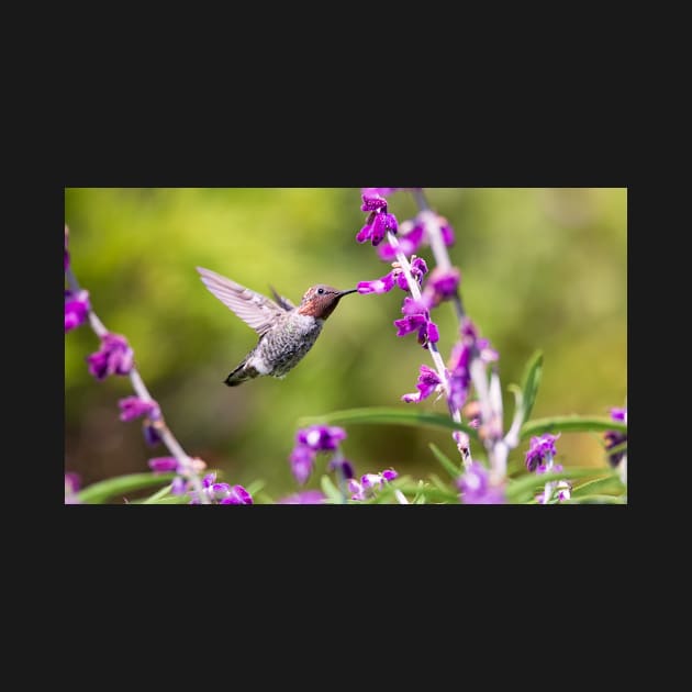 Hummingbird Having a Snack by JeffreySchwartz