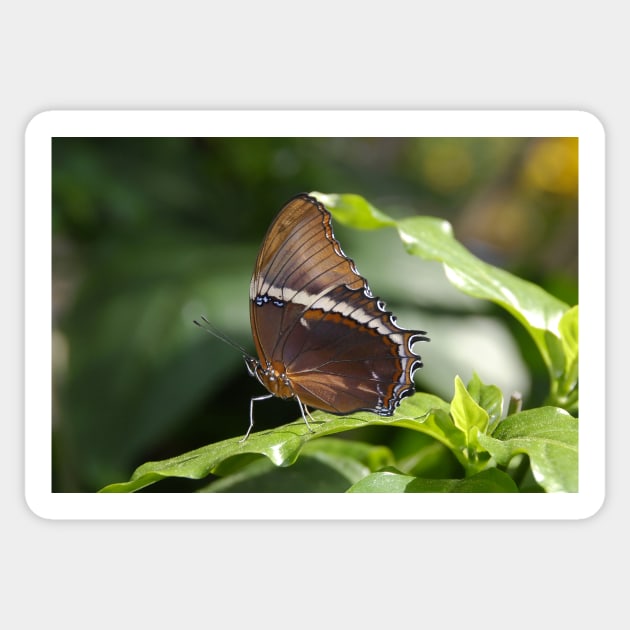 Brown Butterfly Sticker