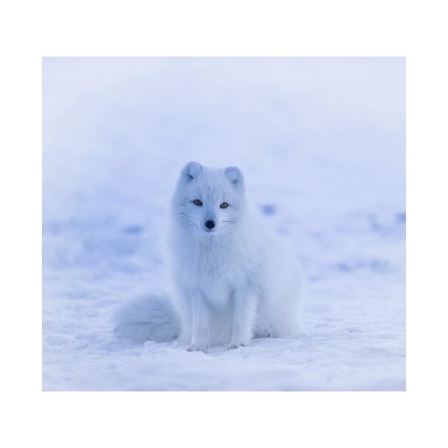 Arctic Fox by DulceDulce